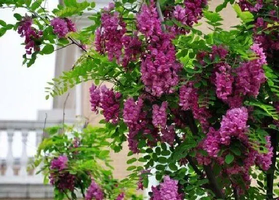 植物常识问题|院里不种五种树 哪几种树不能种在庭院里