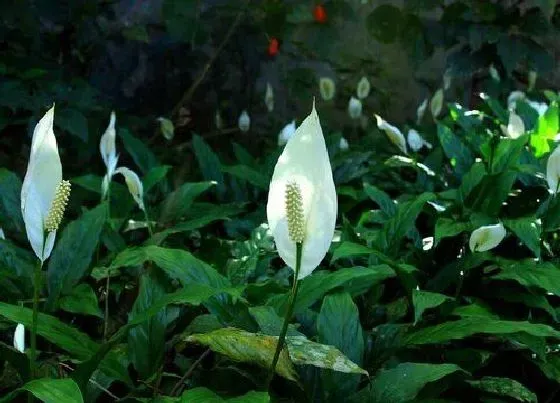 植物常识问题|白掌怎么养护花苞狂冒