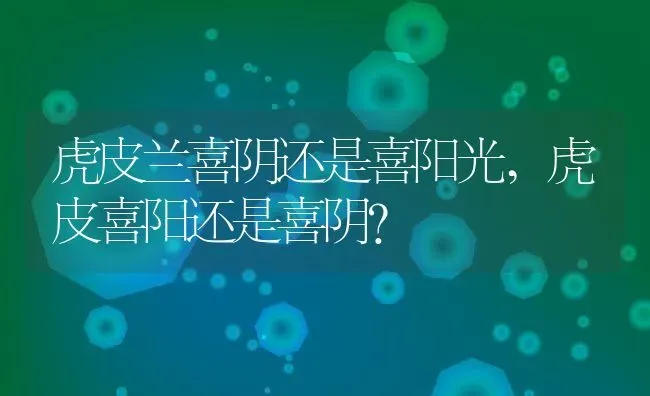 虎皮兰喜阴还是喜阳光,虎皮喜阳还是喜阴？ | 养殖常见问题