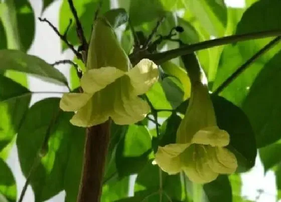 植物常识问题|幸福树叶子发皱是什么原因