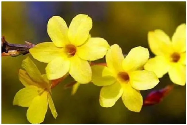 迎春花嫁接方法与时间？迎春嫁接时间和方法 | 生活常识