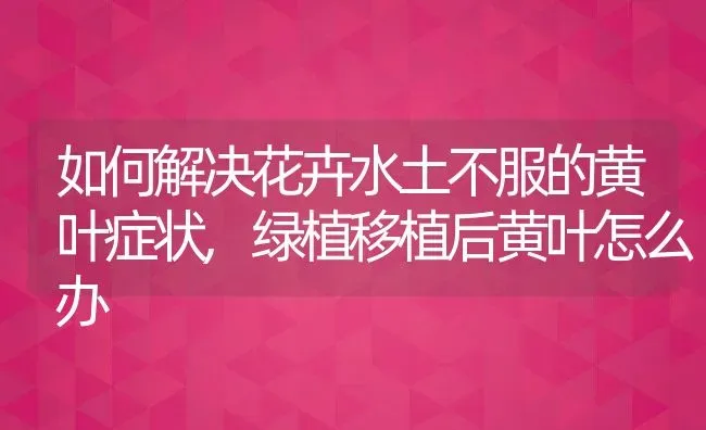 如何解决花卉水土不服的黄叶症状,绿植移植后黄叶怎么办 | 养殖常见问题