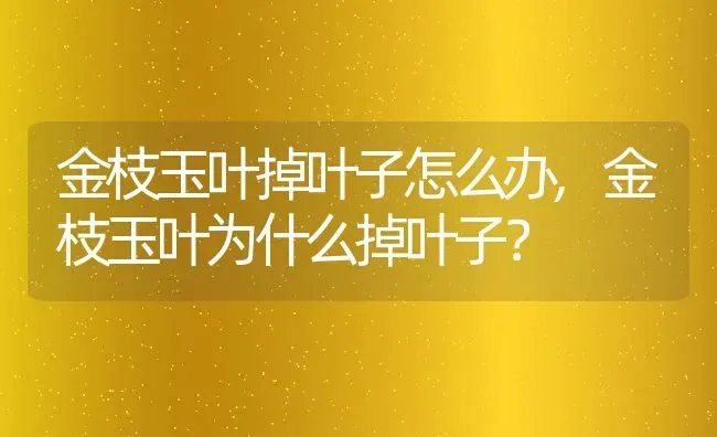 金枝玉叶掉叶子怎么办,金枝玉叶为什么掉叶子？ | 养殖常见问题