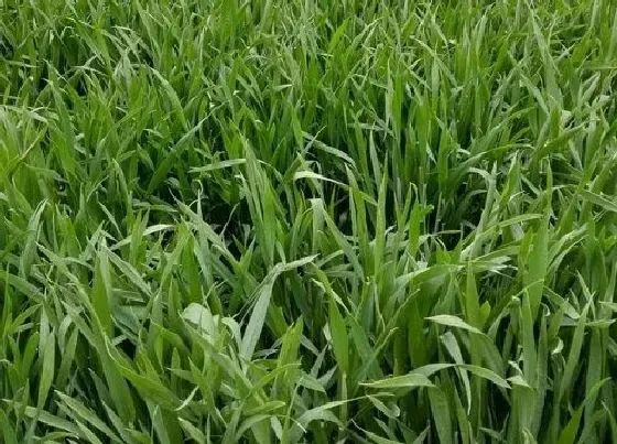 植物常识问题|小麦是雨前还是雨后播种好（雨后种小麦有什么影响）