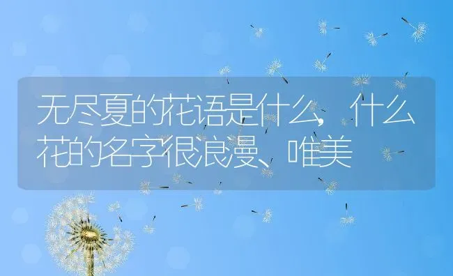 无尽夏的花语是什么,什么花的名字很浪漫、唯美 | 养殖常见问题