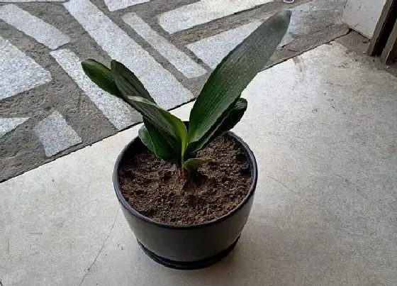 植物常识问题|如何来判断君子兰是否缺水