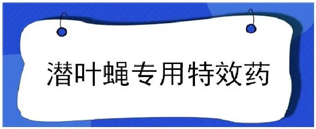 潜叶蝇专用特效药 | 三农问答