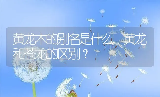 黄龙木的别名是什么,黄龙和苍龙的区别？ | 养殖常见问题