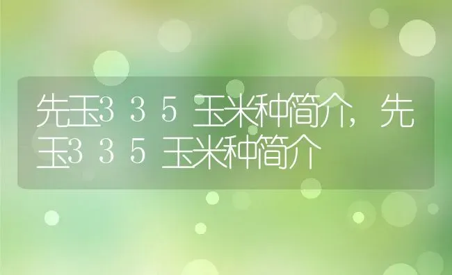 先玉335玉米种简介,先玉335玉米种简介 | 养殖常见问题