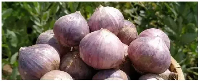独头蒜种植技术独头蒜比普通的蒜辣吗 | 农业答疑