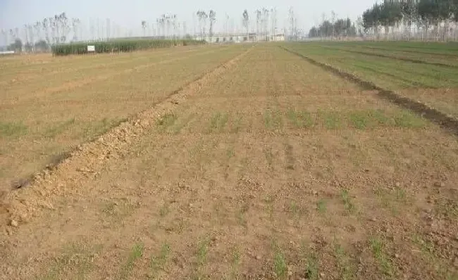 植物常识问题|小麦纹枯病防治方法与关键措施（小麦纹枯病用什么药拌种）
