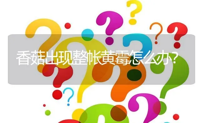 香菇出现整帐黄霉怎么办? | 养殖问题解答