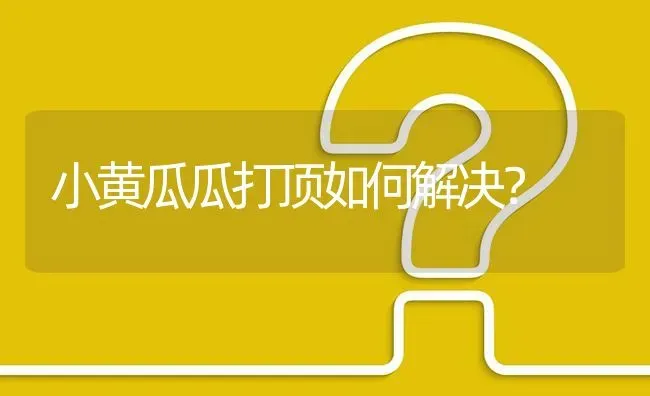 小黄瓜瓜打顶如何解决? | 养殖问题解答