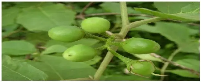 水茄是什么植物 | 农业答疑