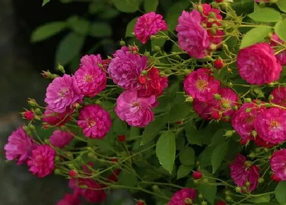 植物常识问题|月季叶子发黄一碰就掉要施什么肥（叶子上有黄点怎么救）