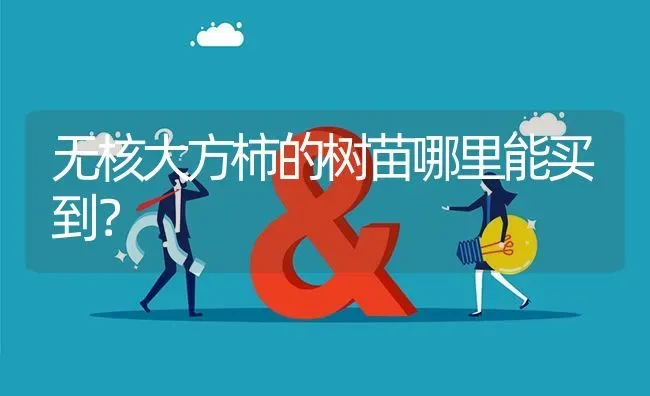 无核大方柿的树苗哪里能买到? | 养殖问题解答