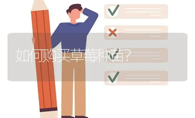 如何购买草莓种苗? | 养殖问题解答