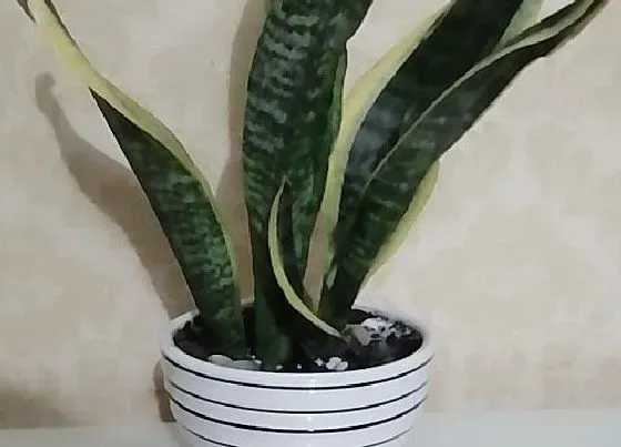 植物常识问题|虎皮兰如何处理倒伏问题
