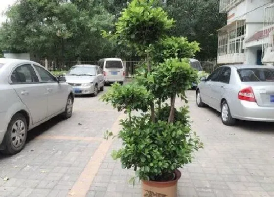 植物常识问题|小叶榕树风水禁忌及作用 放家里什么地方风水好