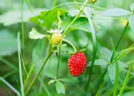 植物常识问题|草莓长花苞怎么养护挂果多