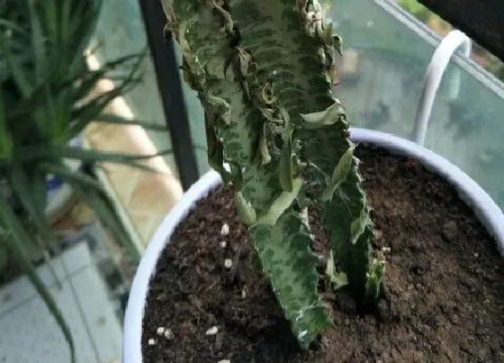植物常识问题|冬季如何养龙骨避免烂根