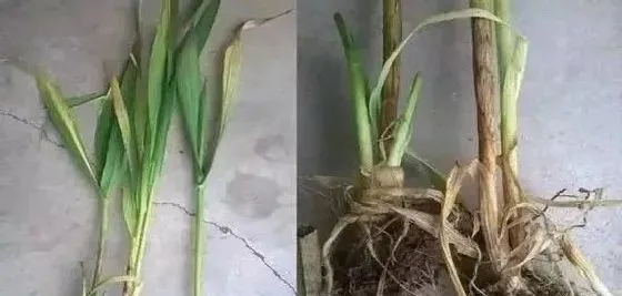 植物常识问题|小麦纹枯病防治方法与关键措施（小麦纹枯病用什么药拌种）