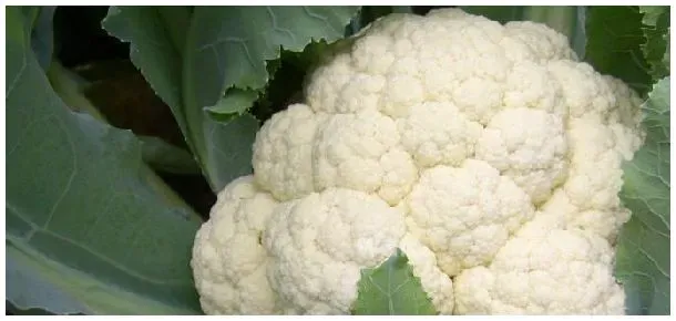 花椰菜根瘤病的症状 | 三农问答