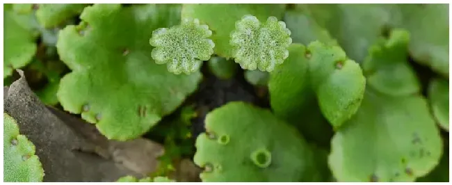 地钱是什么植物啊 | 三农问答