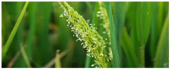 水稻扬花期必须注意三点 | 农业问题