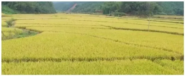 基本农田可以种植绿化苗木吗前景好的品种有哪些 | 三农问答