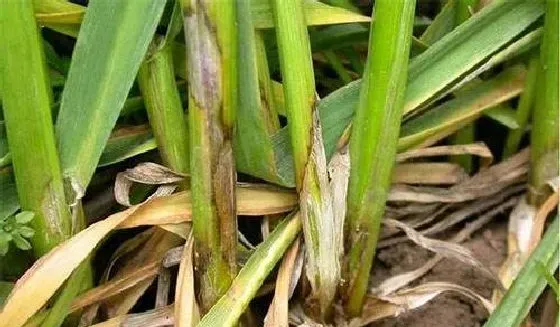 植物常识问题|小麦纹枯病防治方法与关键措施（小麦纹枯病用什么药拌种）