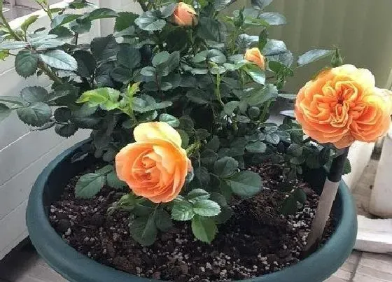 植物常识问题|果汁阳台叶子发黄怎么办（果汁阳台黄叶掉落怎么回事）
