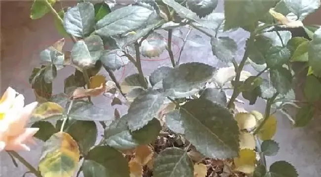 植物常识问题|果汁阳台叶子发黄怎么办（果汁阳台黄叶掉落怎么回事）