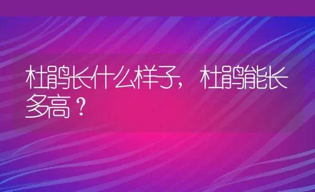 杜鹃长什么样子,杜鹃能长多高？ | 养殖常见问题