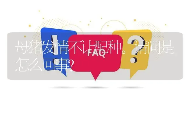 母猪发情不让配种。请问是怎么回事? | 养殖问题解答