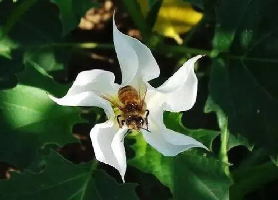 植物常识问题|曼陀罗长什么样子图片