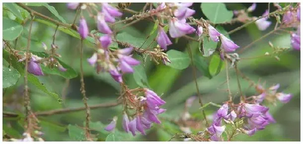 牧草开花吗 | 三农答疑