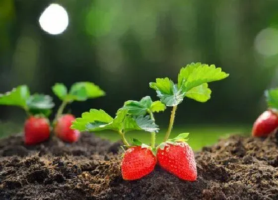 植物常识问题|草莓长花苞怎么养护挂果多