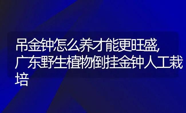 吊金钟怎么养才能更旺盛,广东野生植物倒挂金钟人工栽培 | 养殖常见问题