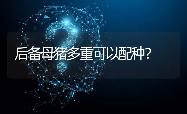 后备母猪多重可以配种? | 养殖问题解答