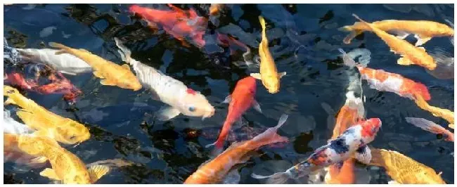 锦鲤鱼和什么鱼能混养 | 农业答疑