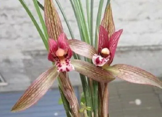 植物常识问题|兰花如何正确养护花芽呼呼冒