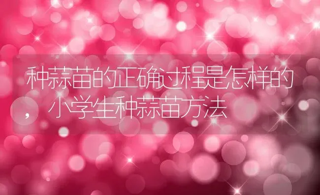 种蒜苗的正确过程是怎样的,小学生种蒜苗方法 | 养殖常见问题