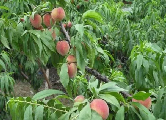 植物常识问题|屋后种什么树有靠山风水好 房子后面栽什么树合适