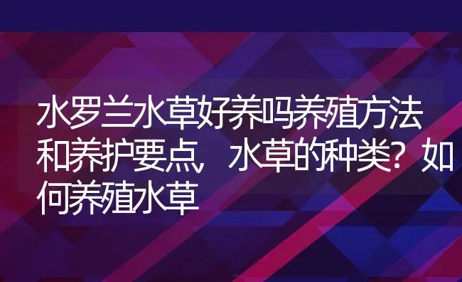 水罗兰水草好养吗养殖方法和养护要点,水草的种类？如何养殖水草 | 养殖常见问题