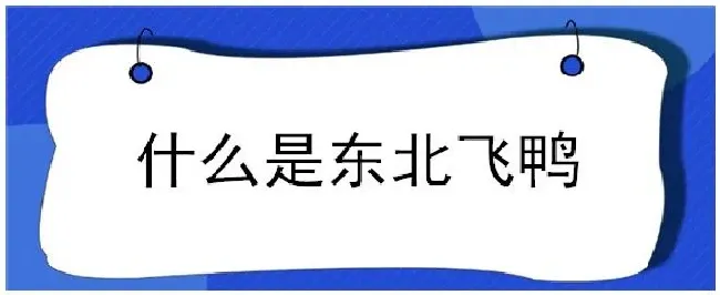 什么是东北飞鸭 | 农业常识