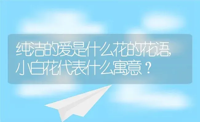 纯洁的爱是什么花的花语,小白花代表什么寓意？ | 养殖常见问题