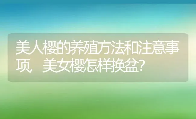 美人樱的养殖方法和注意事项,美女樱怎样换盆？ | 养殖常见问题