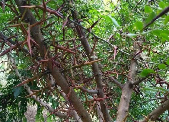 植物常识问题|院里不种五种树 哪几种树不能种在庭院里