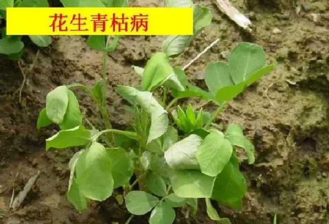 植物常识问题|花生叶卷起是什么原因（花生苗期卷叶病怎样预防妙方）